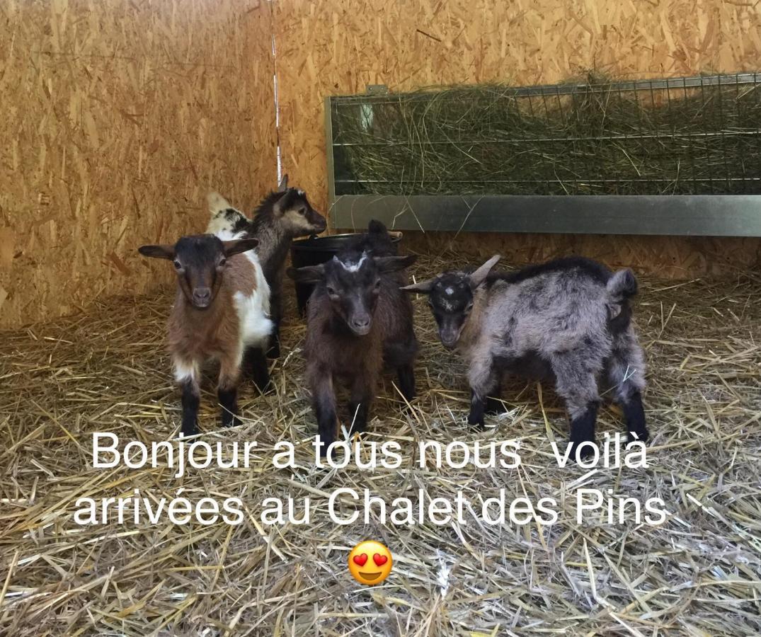 Roulottes Du Chalet Des Pins Rougeou Esterno foto